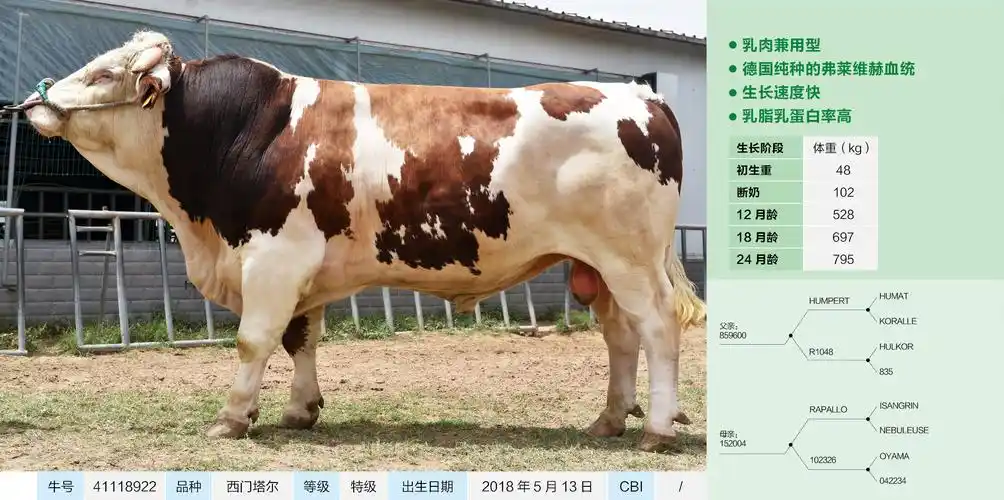 鼎元种牛 鼎元生物 河南鼎元 乳肉兼用西门塔尔_鼎元生物