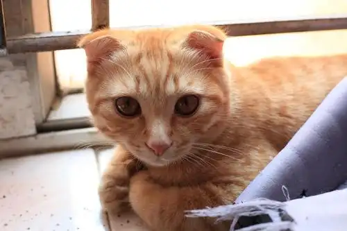 自家英短折耳橘猫找铲屎官