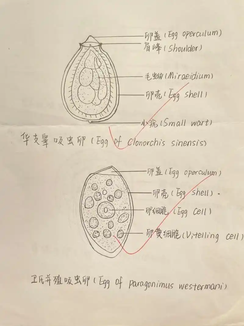 《人体寄生虫学》虫卵绘图——吸虫 绦虫 线虫