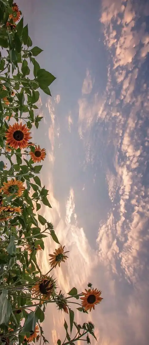 温柔来源于热情_手机壁纸_风景静物手机壁纸_我要个性网