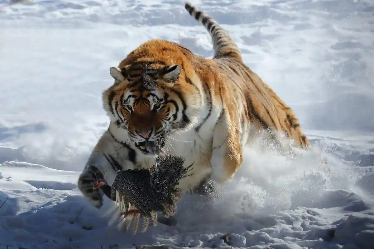 东北虎捕猎可是一口下去,比特犬还是会受重伤,况且谁说老虎只会咬,它