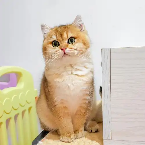 *小夕猫舍*自留小猫展示 英短金渐层 猫咪宠物活体