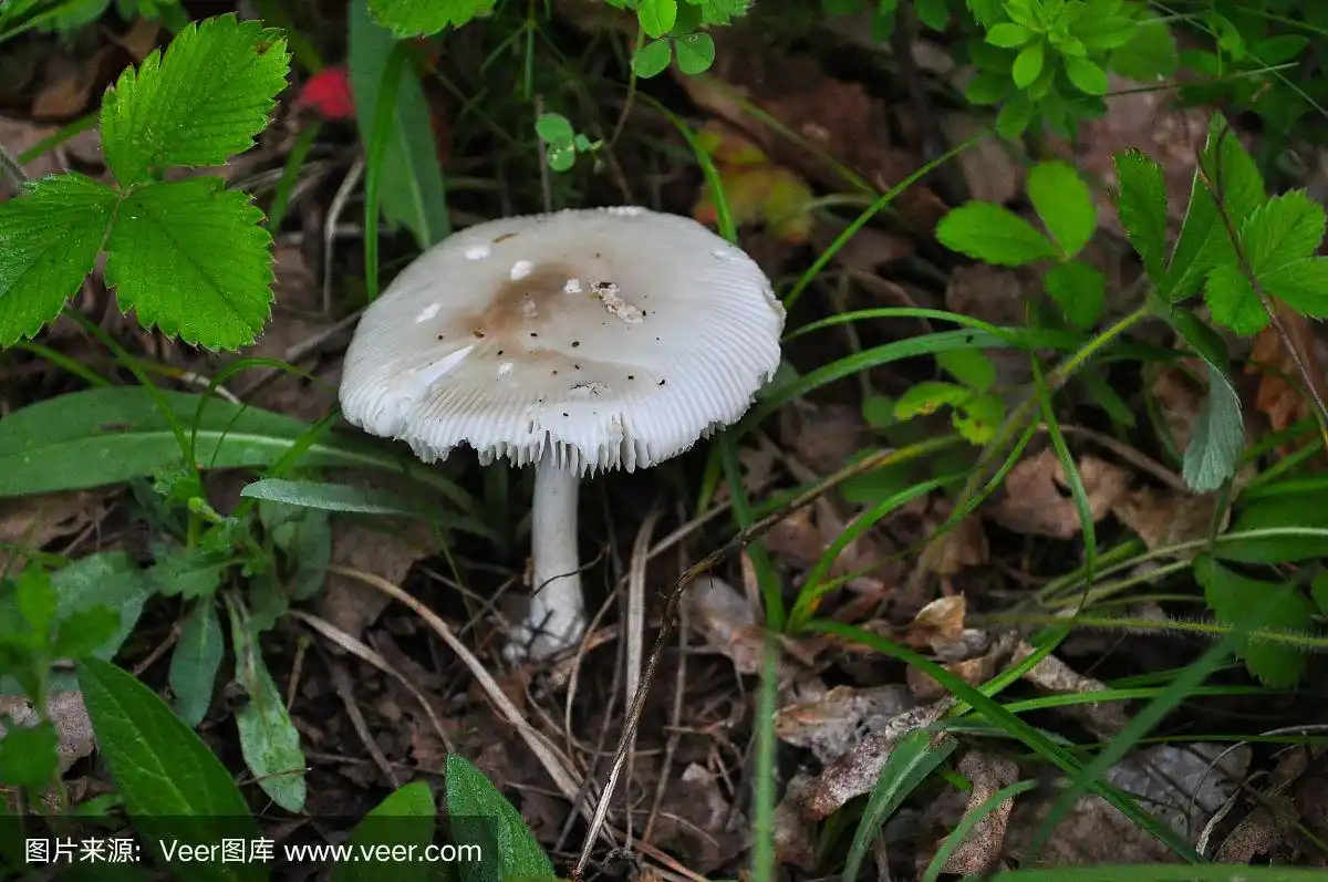 灰色细长的鹅膏蘑菇