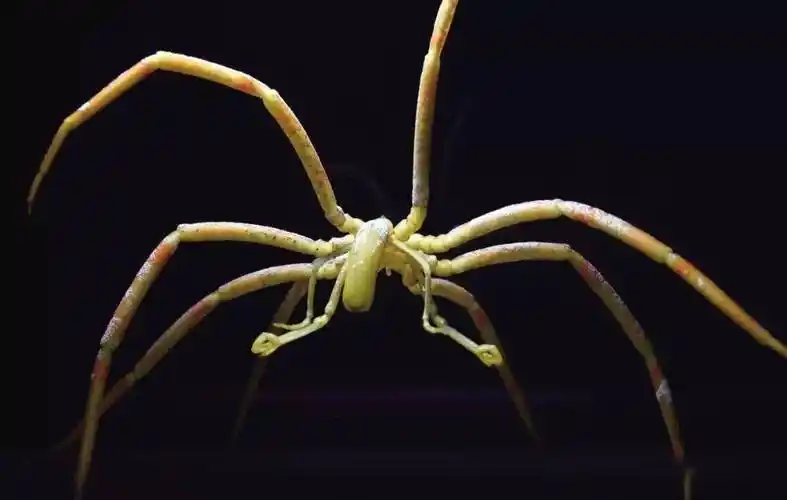 慢吞吞的海蜘蛛_移动_蝴蝶_猎物