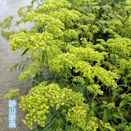 贵州草药黄花败酱龙芽败酱黄花龙牙中药材败酱草新鲜现采现发--爱鉴花