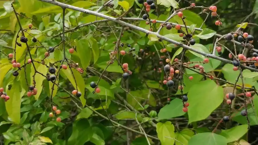 山上的野生果又多又酸又甜.