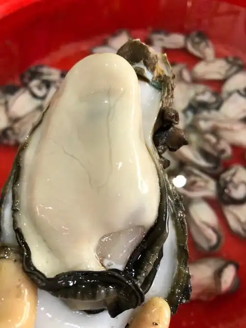 巨肥美的特大蚝皇00