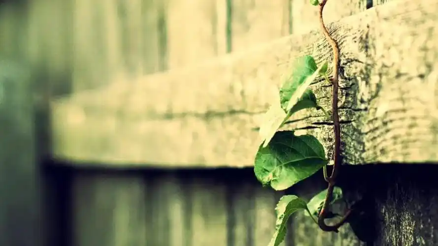 【包容晓说】我们走了,你们是否知晓 - 好文章,共分享