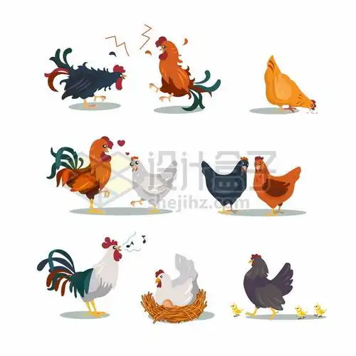 好斗的公鸡打架和老母鸡孵蛋以及小鸡4466566矢量图片免抠素材