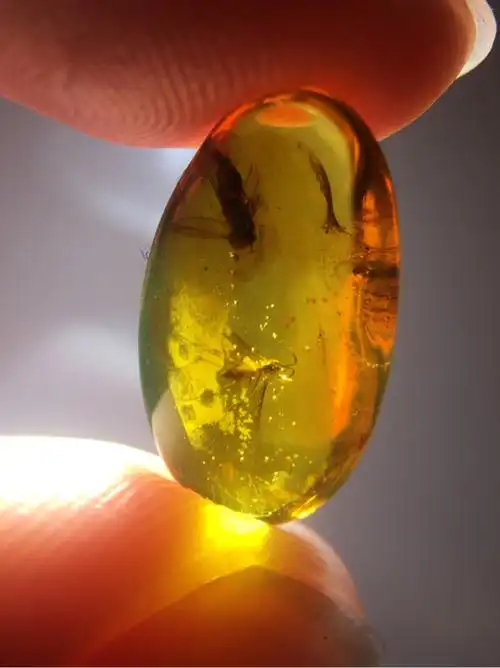 缅甸天然琥珀两只蜂类虫珀重03克尺寸