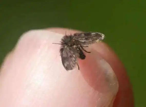 花盆,米桶,垃圾桶里的小黑飞是什么?它们是怎么来的?