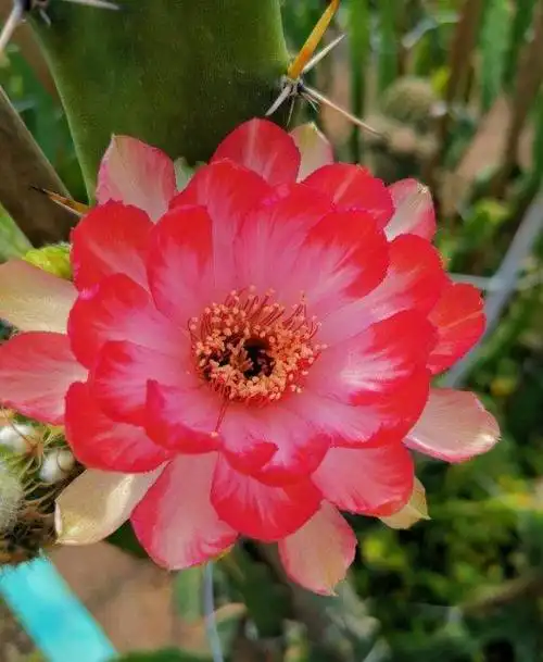 开花比较漂亮的多肉植物,夏天高温不会挂掉,越晒花朵越娇艳