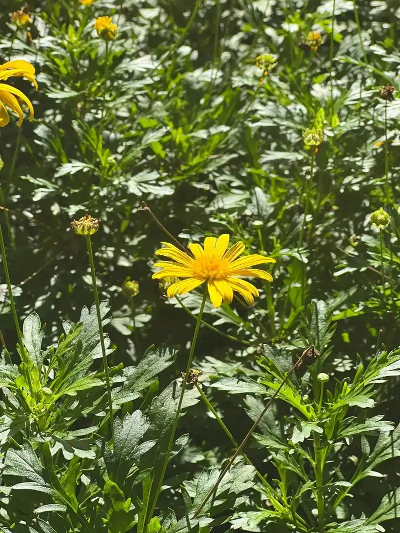随手记录小野花.#小雏菊 #我的摄影日记 #治愈系风景 #小 - 抖音