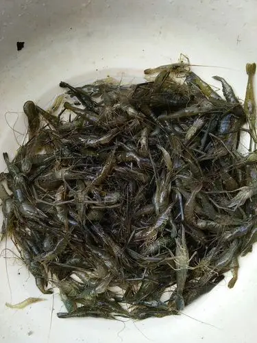 这中野生河虾多少钱一斤?