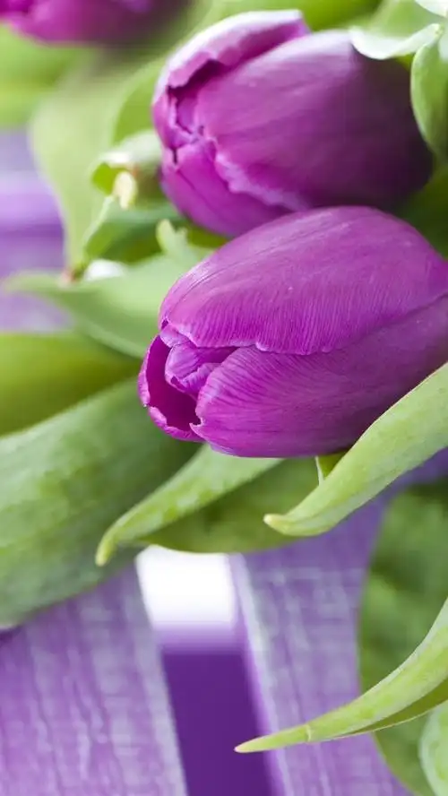 紫色的花,一束郁金香