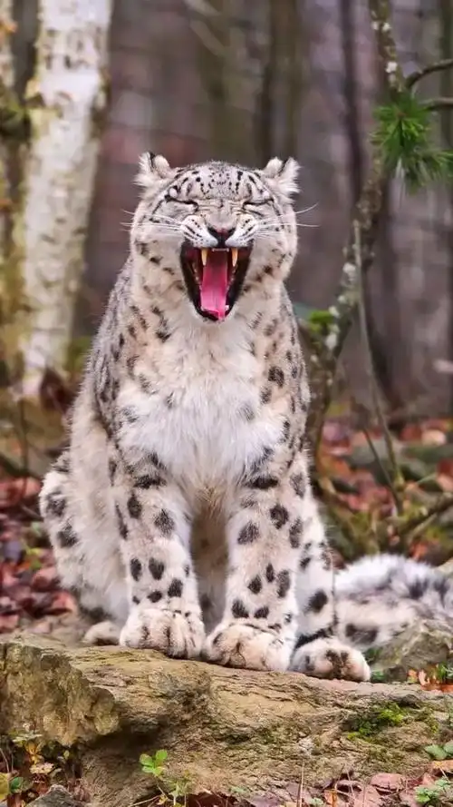 呆萌的雪山之王—雪豹|国宝知多少|猫科动物|野生动物|黑环_网易订阅