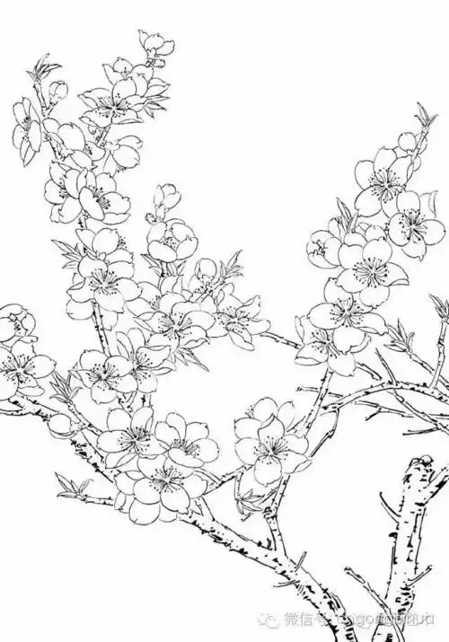 工笔桃花画法与线描画谱