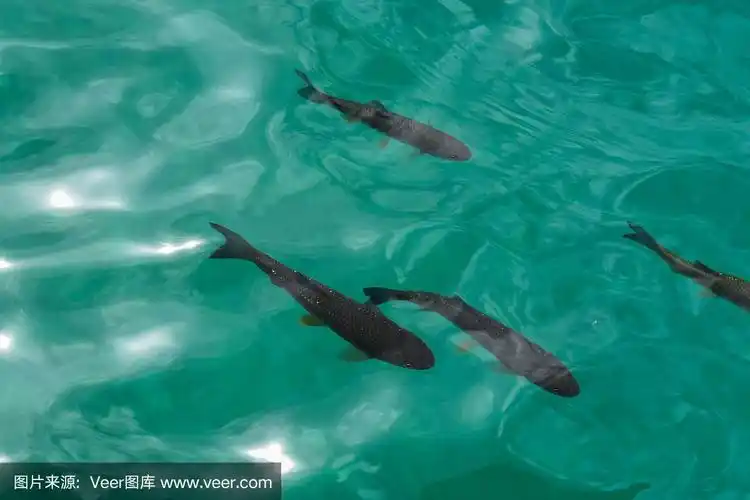 近距离观察水下游动的鱼.克罗地亚plitvice湖国家公园