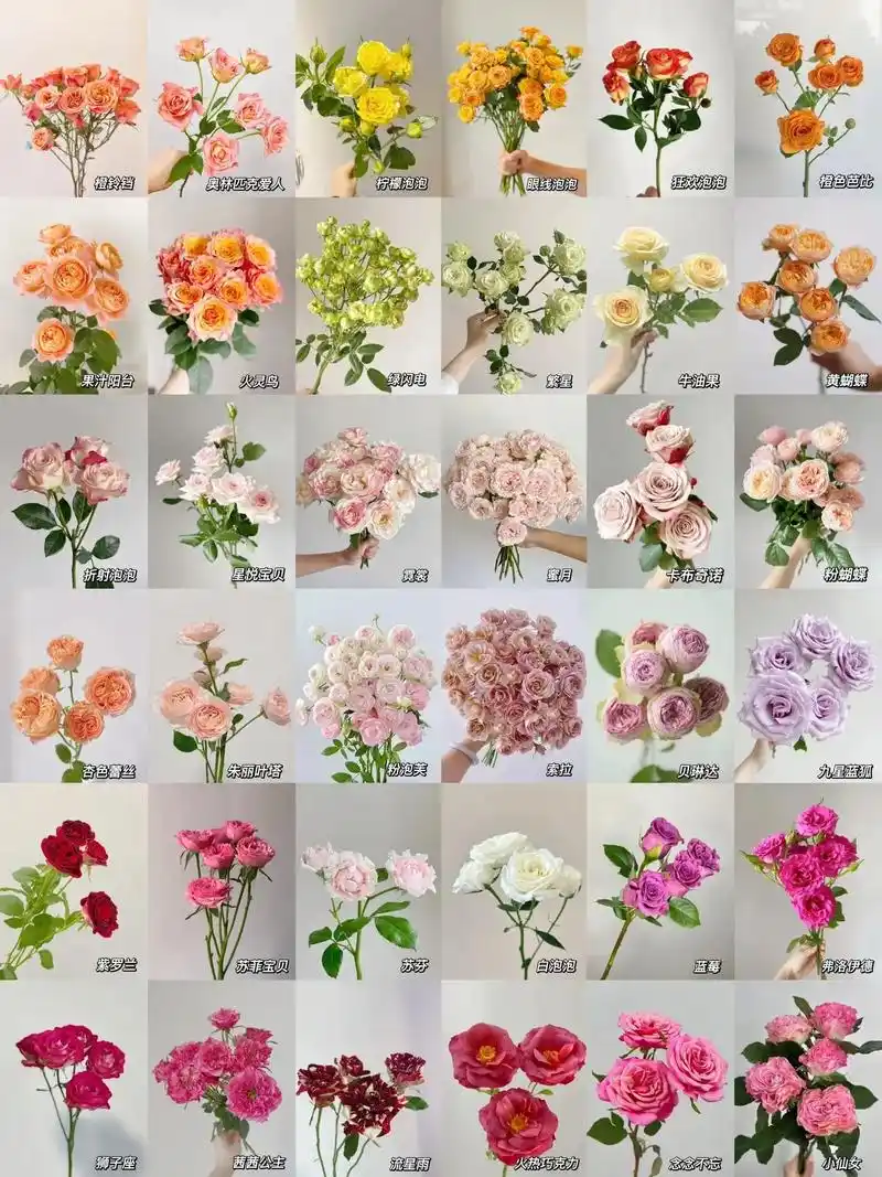多头玫瑰品种大全|一次性认识36款多头玫瑰|||多头玫瑰95 - 抖音