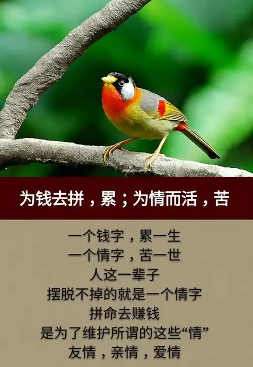 这一生,为钱而拼,累累累;这一世,为情而活,苦苦苦!