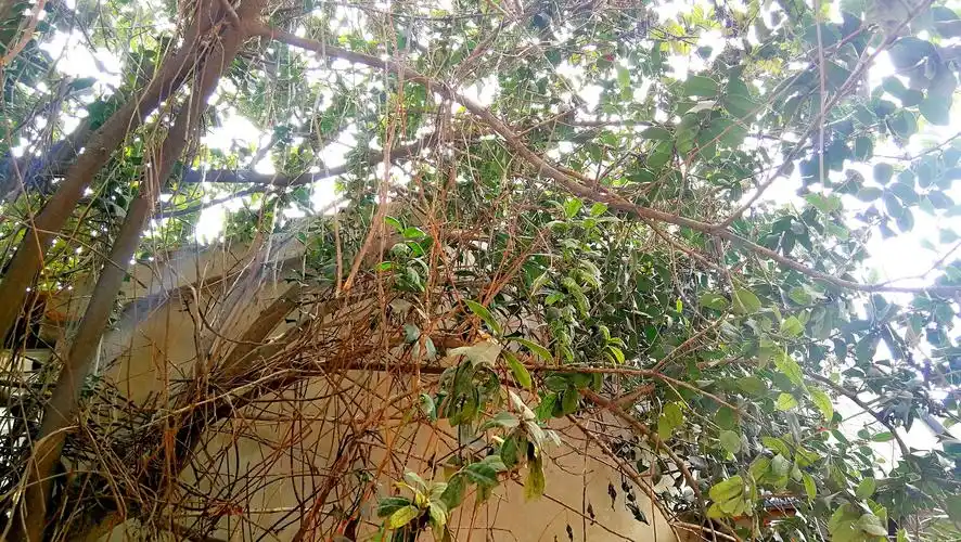 涡阳有棵150年狗骨刺