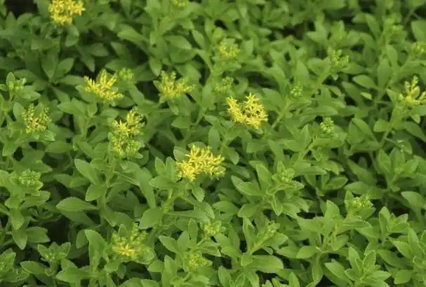 这些野菜再嘴馋也尽量不要吃(这一种野菜口感不好)(3)