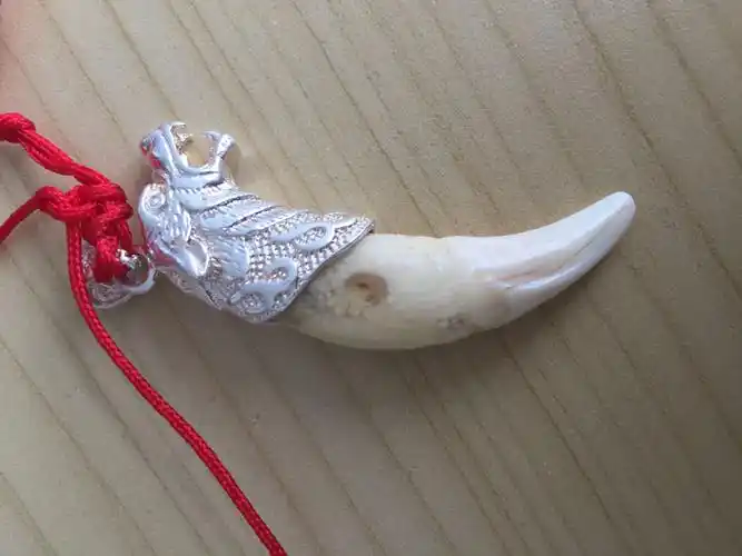 请专家帮忙看一下 朋友从内蒙带的狼牙是否是真货