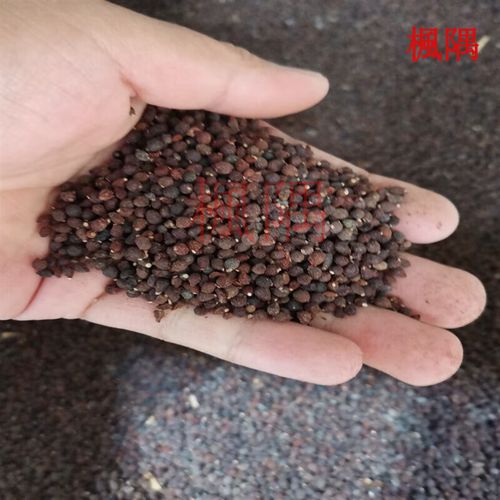 楓隅蝴蝶兰种子林木种籽国产散装四季多年生景观蓝花鸢尾观叶种孑