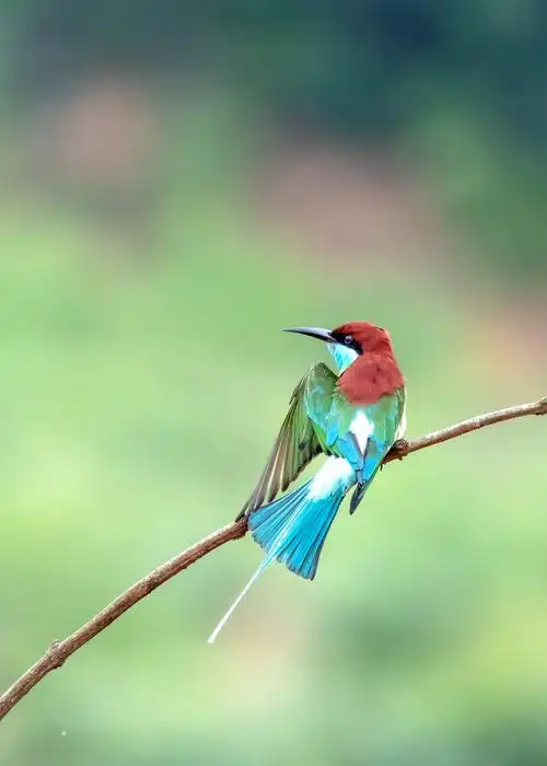 中国最美小鸟——篮喉蜂虎