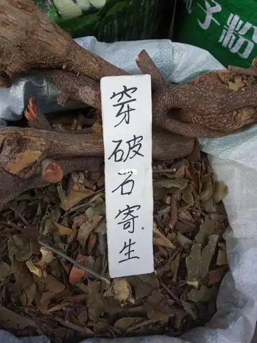 典型岭南草药跌打损伤药材