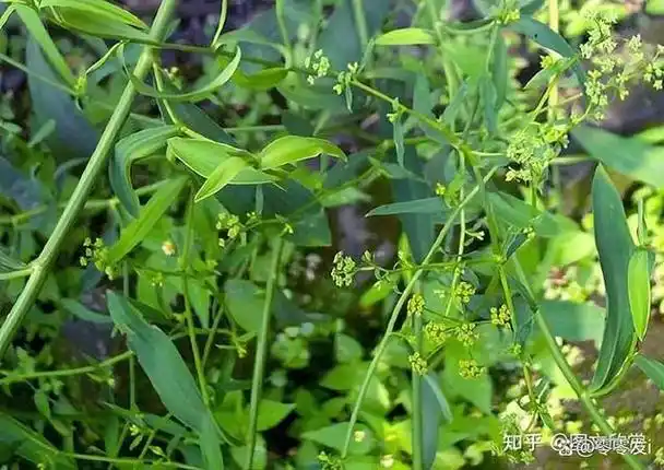 科普八十种农村野生中草药