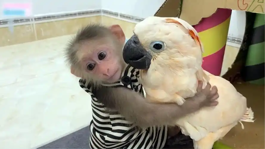 这个小猴子也太会照顾鸟了,这就是两兄弟啊