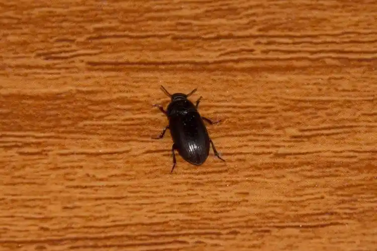 家中总会突然出现的一种黑虫子,经常是"六脚朝天"的样子.请问是什么?