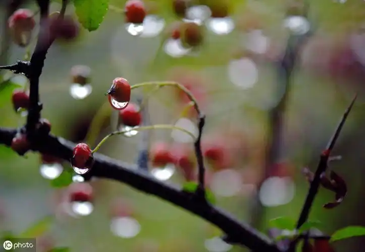 一场雨生出万般情,古诗词中的雨,清晰灵动,唯美至极