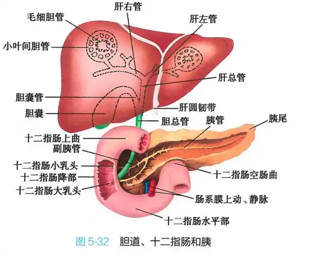 正常的胰腺组织从零了解胰腺癌一