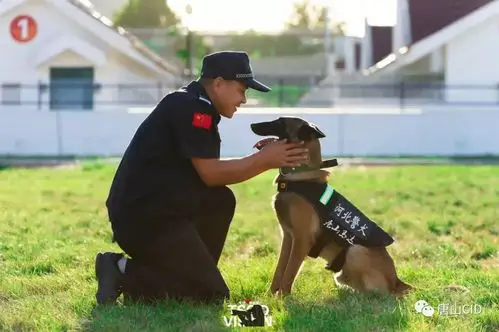 唐山警犬竟是这样炼成的!_训练