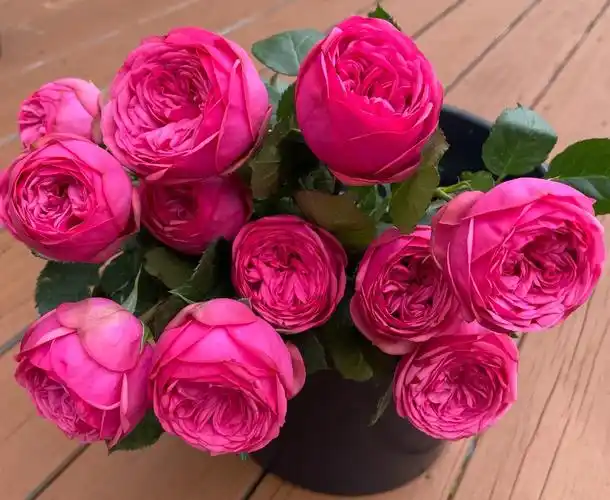 粉钢琴伊芙伯爵男爵夫人月季