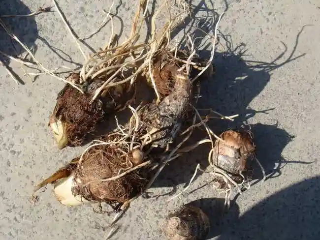 芋头-功效与作用-中药药用价值网