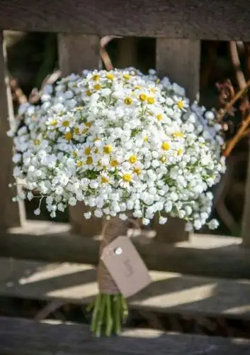 唯美的满天星图片 迷恋满天星