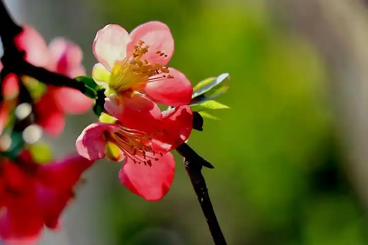 海棠花开幸福来