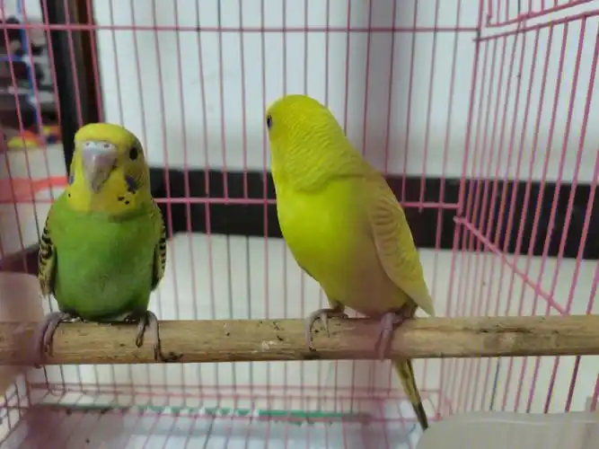 求虎皮鹦鹉是公是母