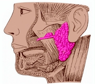 【健康科普】腮帮子"变大",不一定胖了 小心是这种病_腮腺_肿瘤_耳垂