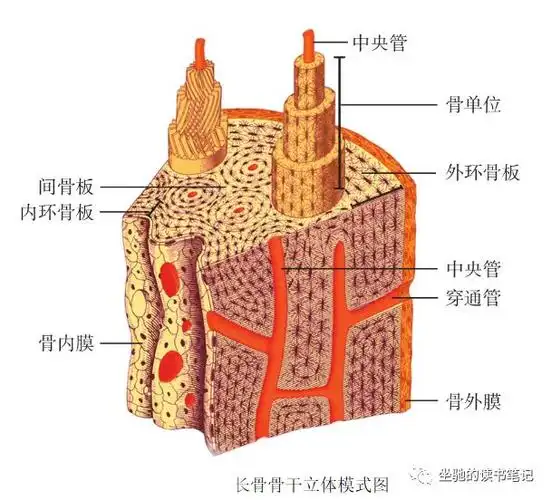 从宏观到微观 骨的完美结构——《人体形态学》记2