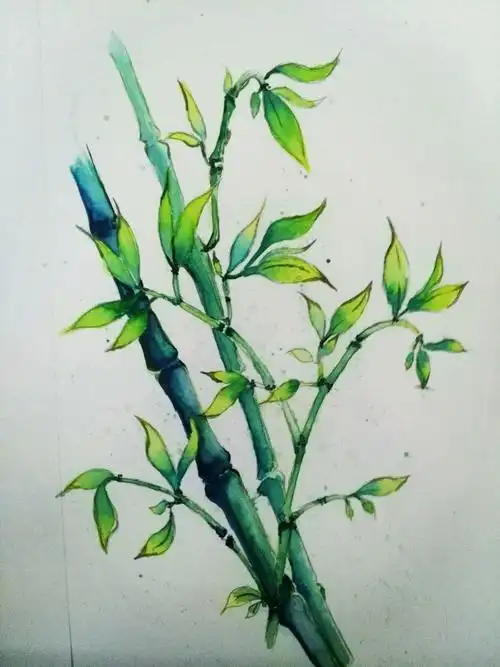 竹子—水彩临摹—原图来自堆糖