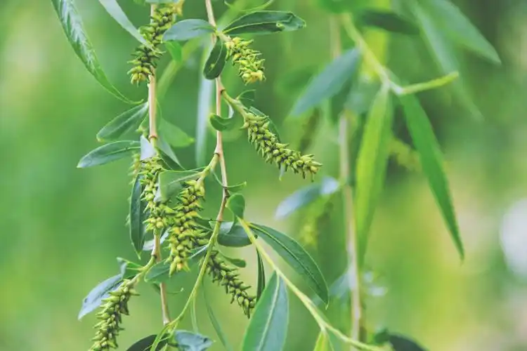 柳树种子穗原创拍摄