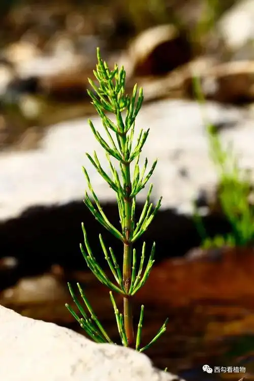 问荆equisetum arvense