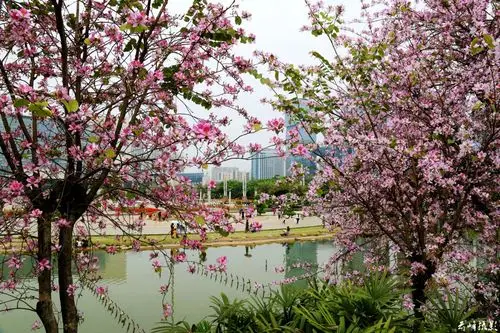 美翻了|紫荆花海!我找不到不去柳州的理由