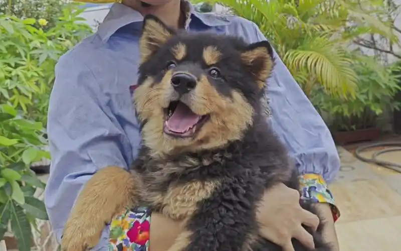 四眼铁包金土松,颜色最像我家圆碌碌.