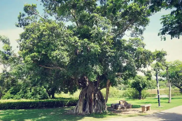 白鹭公园里的榕树
