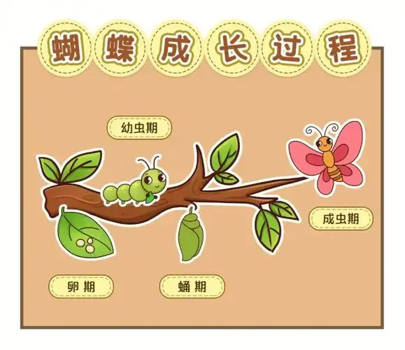 蝴蝶成长过程